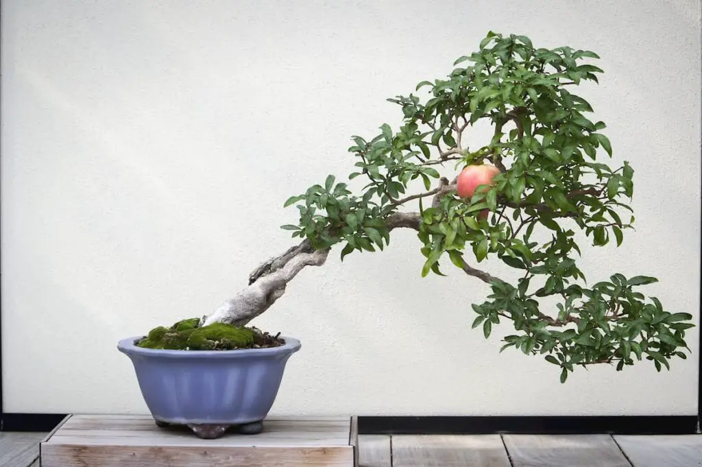 100+ year old bonsai pomegranate tree, with one pomegranate - Bonsai Trees Niche